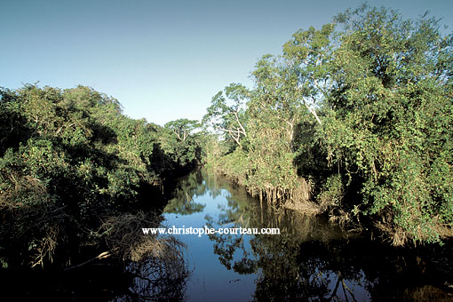 Wetland Riverine Forest in the Pantanal