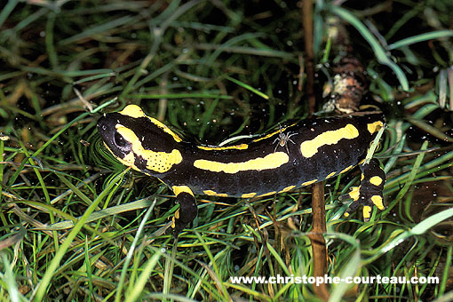 Fire Salamander. Releasing her larvae in shallow water