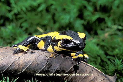 Fire Salamander in forest