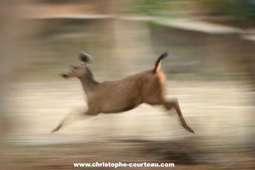 Biche de cerf Sambar en pleine course ...