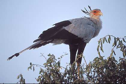 Secretary Bird