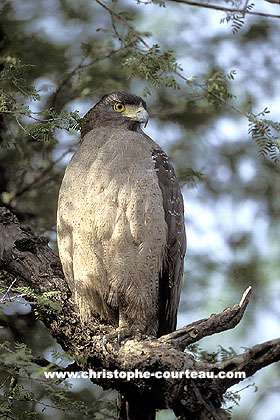 Crested Serpent Eagle