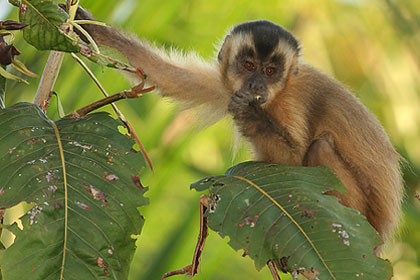 Brown Capuchin