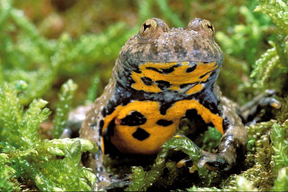 Yellow-bellied Toad