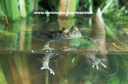 Crapaud Sonneur  ventre jaune