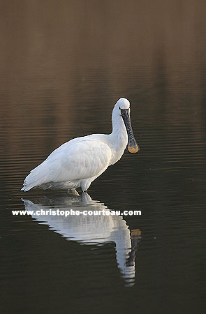 Spoonbill in a salty marsh behind the shoreline