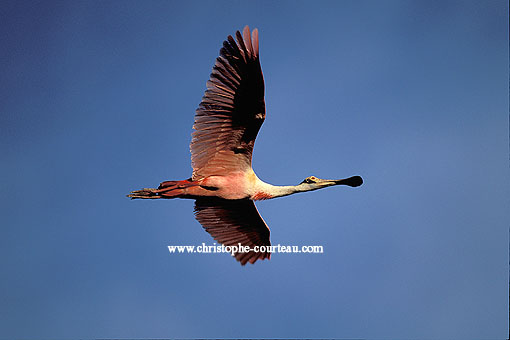 Roseate Spoonbill