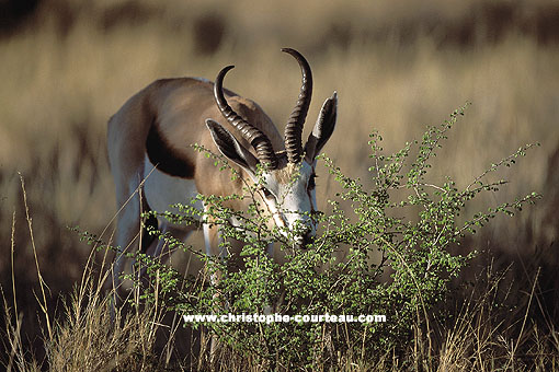 Springbok