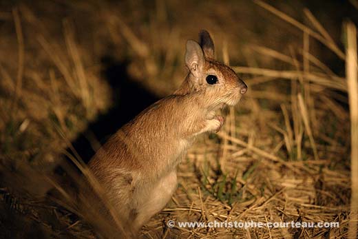 Springhare at night in Okavango Delta, Botswana