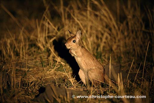 Springhare at night, Okvango Delta, Botswana