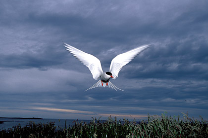 Arctic Tern