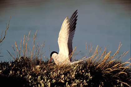 Common Tern. Nesting in the Gurande Salty Marsh