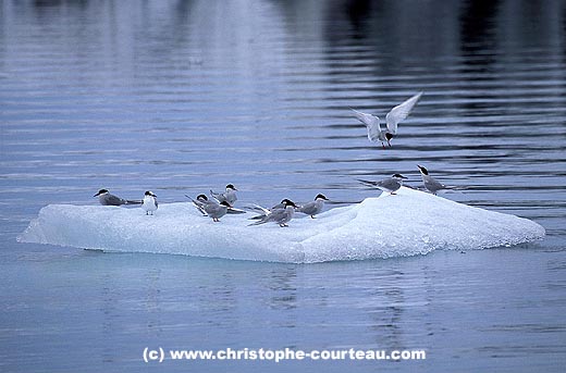 Sternes arctiques sur iceberg