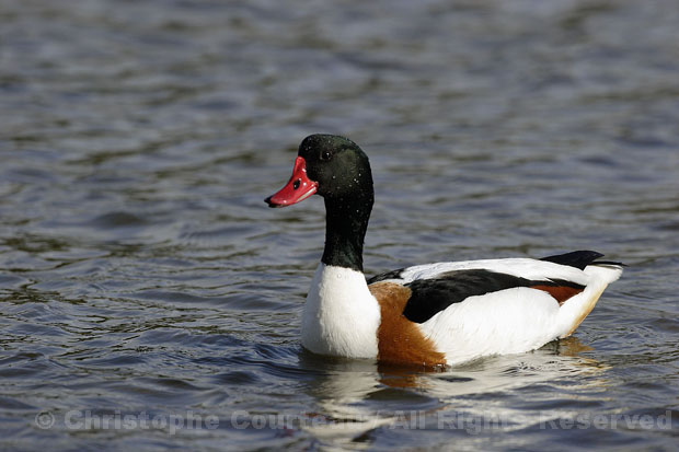 Shelduck. Male.