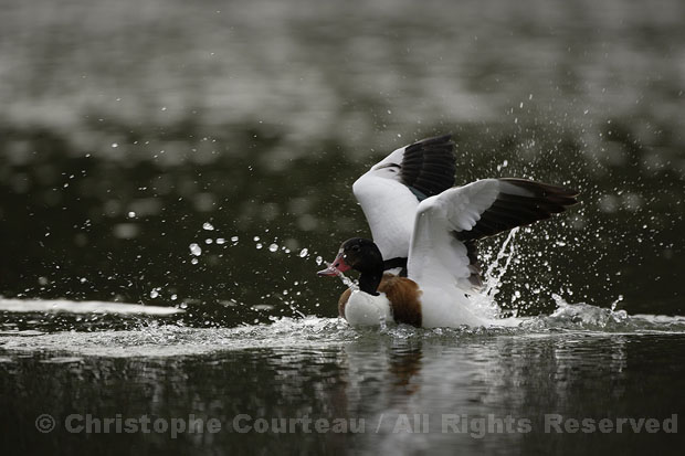 Shelduck. Female.