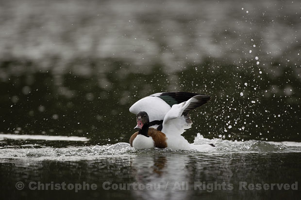 Shelduck. Female.