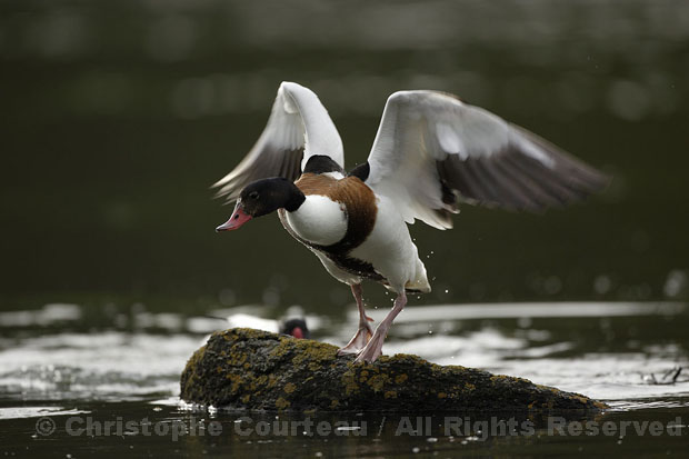 Shelduck. Female.