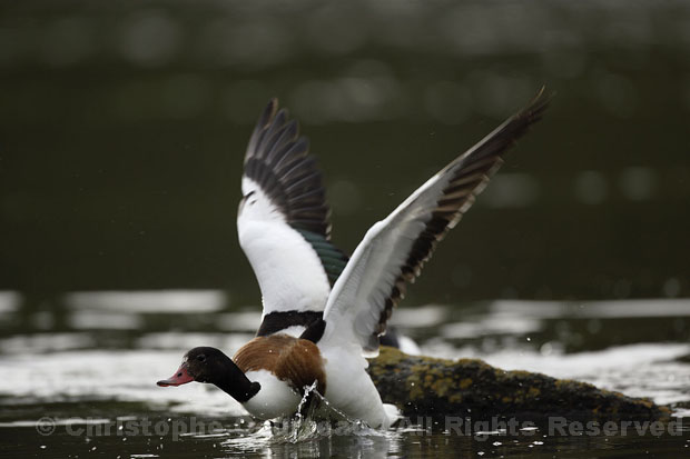 Shelduck. Female.