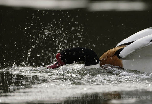 Shelduck. Male. Courtship Display