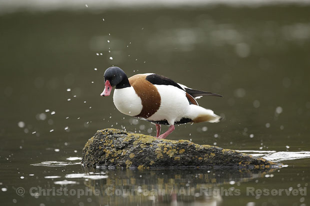 Shelduck. Female. High Tide