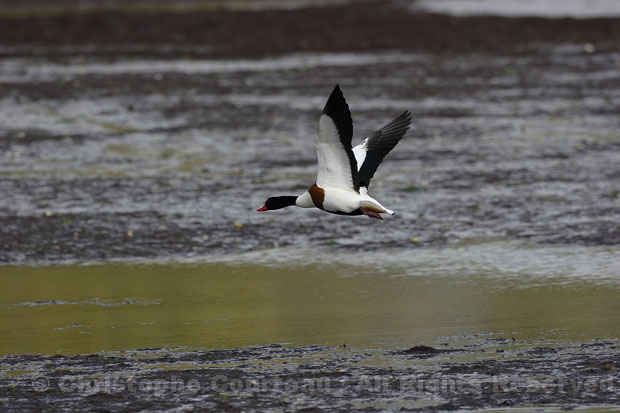 Shelduck. Male Flying