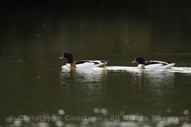 Shelducks. Male & Female.