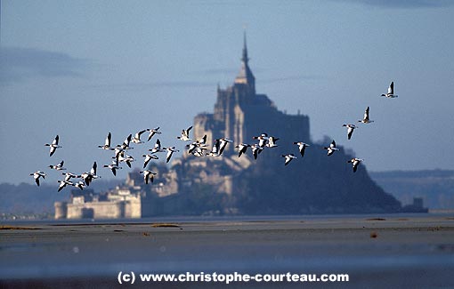 Vol de Tadornes de Belon sur la baie