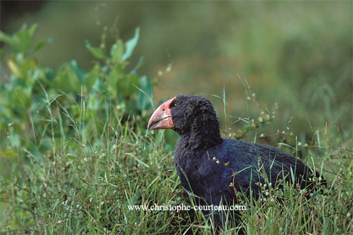 Takahe