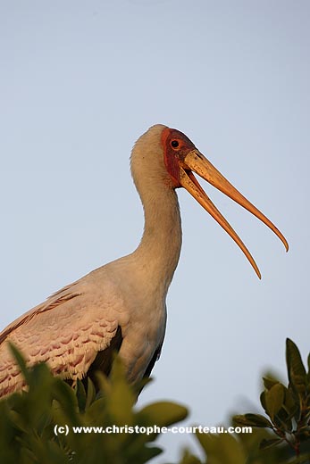 Yellow-Billed Stork Portrait at Sunset