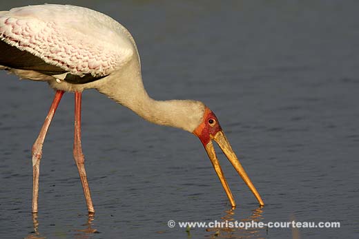 Yellow-Billed Stork Fishing in the Okavango Delta, Botswana