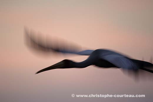 Yellow-Billed Stork, Flying at night