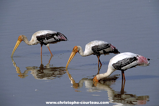 Painted Storks at work