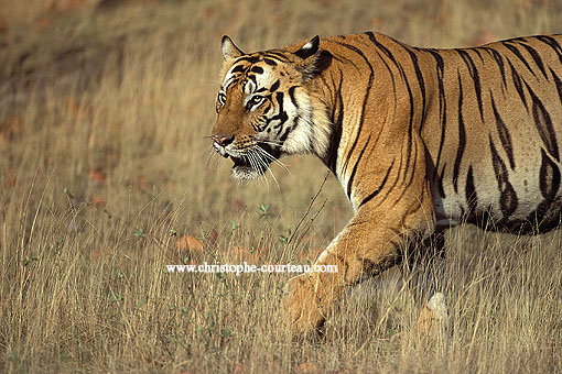 Tiger, walks in the plain