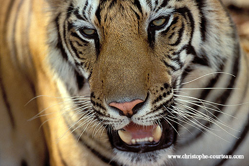 Close-up of a Tigress