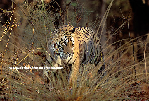 Big Male Tiger in the forest