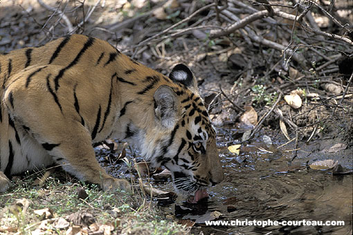 Tiger, drinking in the deep forest
