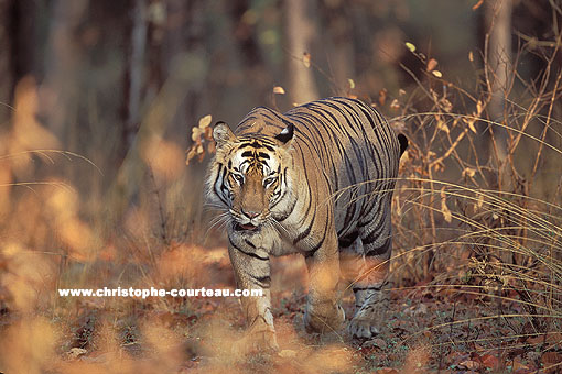 Tiger. Male adult, Wonderfull, Powerfull