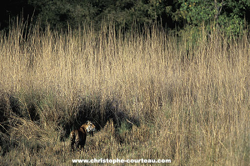 Bengale Tiger hunting in a marsh
