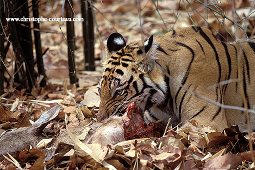Tiger feeds on a prey, a sambar