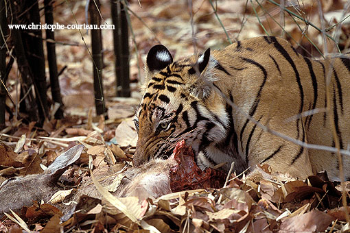 Tigre sur sa proie, un cerf sambar