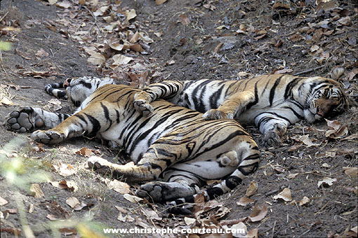 Young Tigers (brothers) sleeping in the shadow