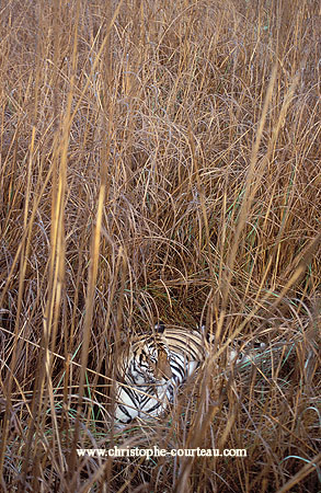 Tigress lies in the long grass of a marsh