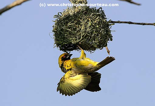 Village or Spotted-Backed Weaver at nest.