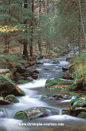 White River in a wild mountain's forest