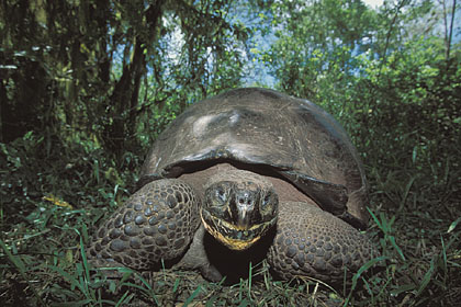 Galapagos Giant Tortoise / Santa Cruz