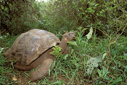 Galapagos Giant Tortoise