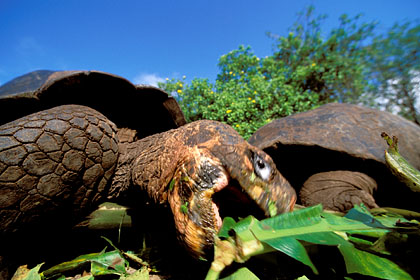 Repas de tortues gantes