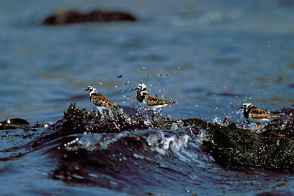 Tournepierres à collier