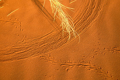 Prints in the sand