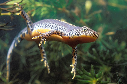 Triturus Newt